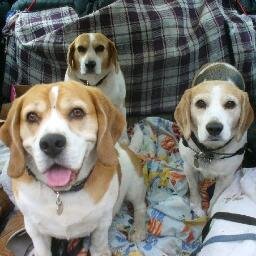 The_3_Beagles Profile Picture