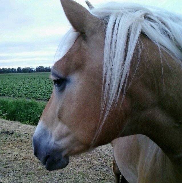 Vanaf een ponyrug 
pownieelover@hotmail.nl
