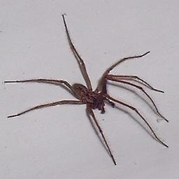 I'm a spider, doing spider things