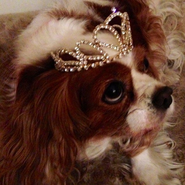 Vale Tink 9/9/13 Cardiac failure-cavvie adopted Xmas Day 2012 @LortSmith Animal Shelter She made us happy . Tweets by Sally & Molly (Shih tzu x)