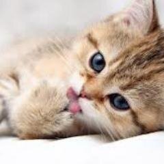 Hi,