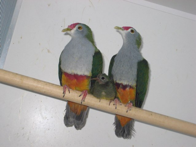 Hobby kweker insecten en vruchtenetende vogels en fruitetende duivensoorten. Liefhebber van agillity of behendigheid met honden.
