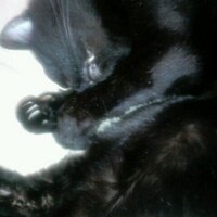 blackmoochan (@blackcatmoo21) 's Twitter Profile