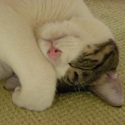 3ai0ai3's profile picture. 🥁🐧🐈