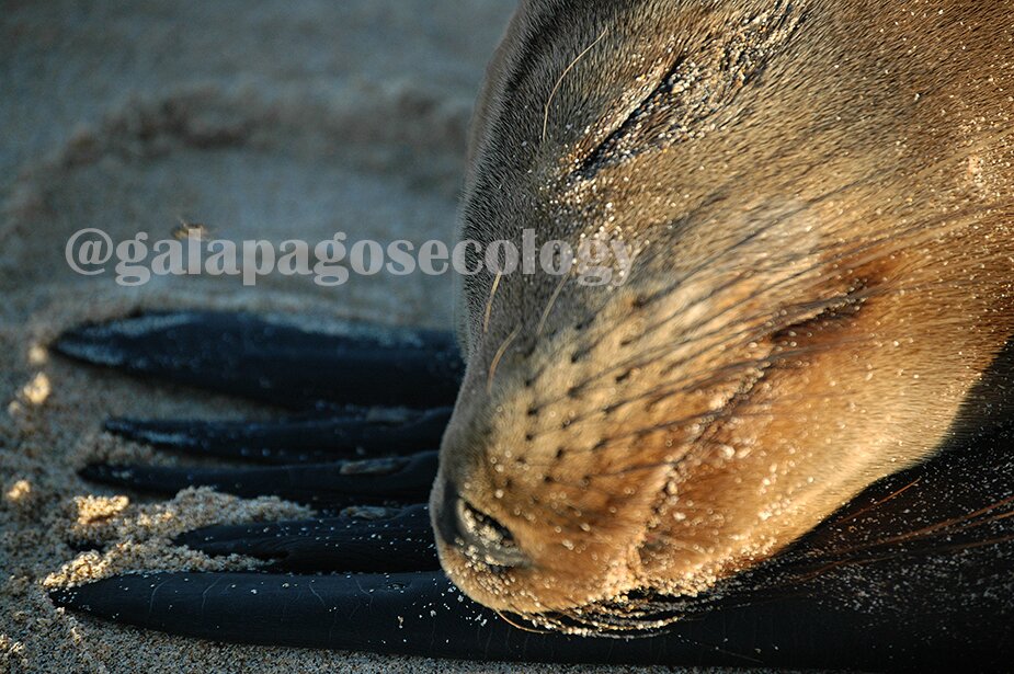 Galaeco is an #Ecuadorian company that directly #operates #Galapagos, #Island #Hopping #yachts and #hotels. #Quito #vacation #holiday #travel #dive #train #tour