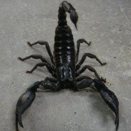 この世の超危険生物bot アフリカマイマイ 広東住血線虫 という大変危険な寄生虫を飼っており これに寄生されると好酸球性髄膜脳炎を引き起こし死に至る可能性がある T Co Dlrxdz0dsy この世の超危険生物bot アフリカマイマイ 広東住血線虫 という大変危険な寄生虫を飼っており これに寄生されると好酸球性髄膜脳炎を引き起こし死に至る可能性がある T Co Dlrxdz0dsy