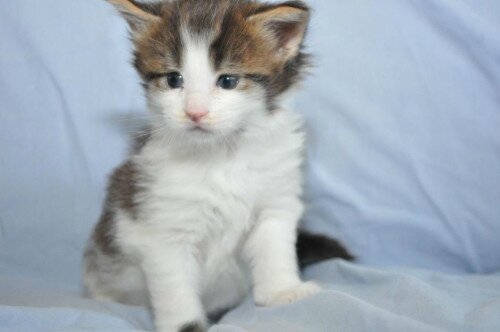 Chaton A Donner Chatonadonner Twitter Chaton A Donner Chatonadonner Twitter