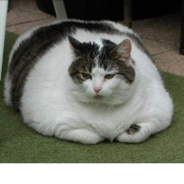 Here kitty kitty
