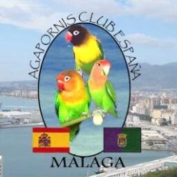 Twitter oficial de ACE Malaga