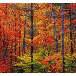 m_b_norris's profile picture. Dedicated Professional; Amateur Pit-Master. Toronto, CA.