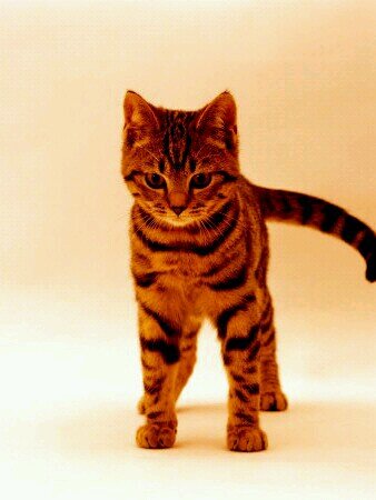 ChangeMeRipple's profile picture. i love to sing, im a she-kit who makes potions and can do amazzing things, thunderclan, i like a cat but i know he hates me