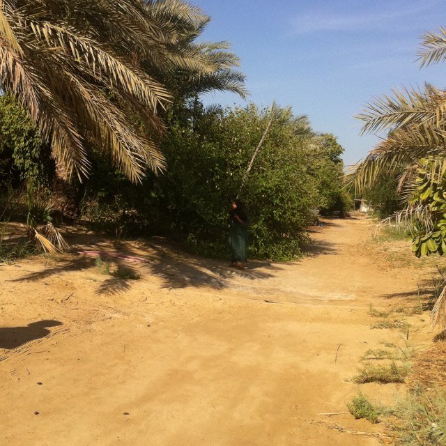 sadnanz1's profile picture. 