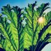Pfarmers (@pfarmers) Twitter profile photo