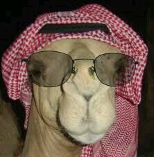 ‏♡ انسان عادي ♡