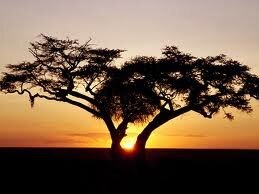 Liefde vir afrikaans. Bewaar die taal. quotes en lyrics word gepost!