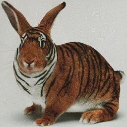 Tiger Bunny yo