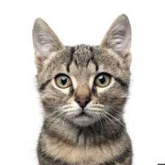 i love cats ok♥