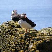 Caroline Salthouse (@coastalcaz) 's Twitter Profile
