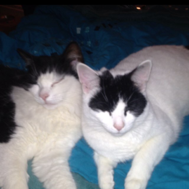 Brother and sister having feline fun on the fylde coast