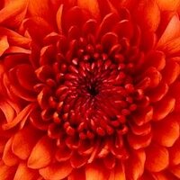Danology (@dangosgp) 's Twitter Profile