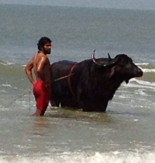 shellntel's profile picture. 