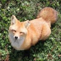 Fox (@spider_fox87) 's Twitter Profile
