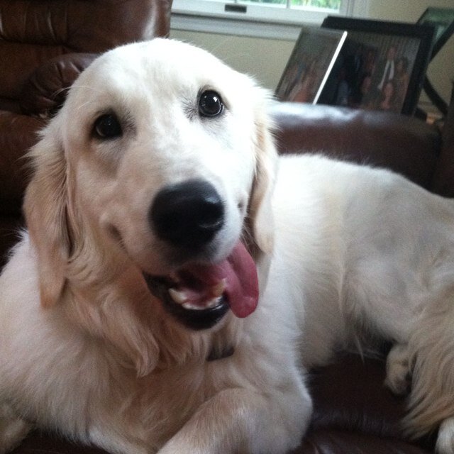 _Jack_Off's profile picture. I was born in Maine in Oct 2012 and left on December 1st because it was cold as fuck. The bitches love me, and I like relaxing. I hate Jack because he is Brown.