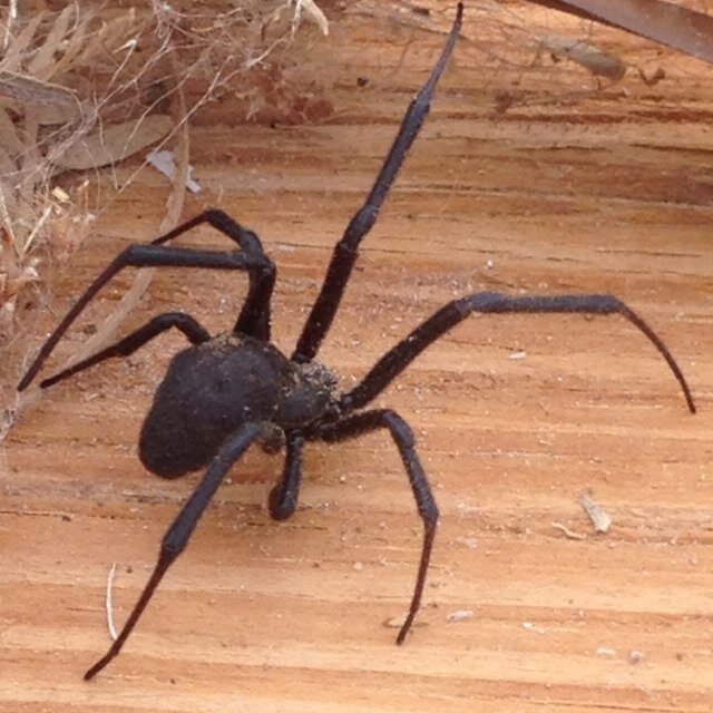 fuzzywuzzy336's profile picture. 