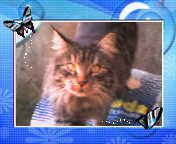 KathySunnyLion's profile picture. Meet my cat Misty:she's prettier.  
Favorite music incl. Il Divo Leona Lewis Coldplay JayJames&Robbie Williams LIVE YOUR LIFE!