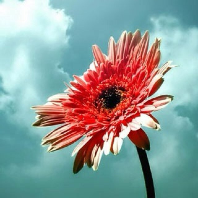 2006_esraa's profile picture. وَقَدْ ينَكسِّرْ فِ النّفسِ شَيءٌ لا يَجْبرهُ ألفُ إِعْتِذارْ