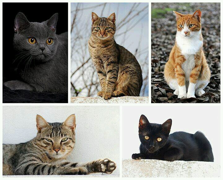 ~The Cats World Indonesia~foto kucing,fakta tentang kucing,komik lucu kucing ADA DISINI !~^^