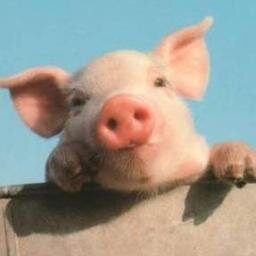 ueo86's profile picture. ぼやき、つぶやき。ラーメン、Golang、Python、Linux，Docker、k8s