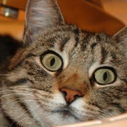 jrhause's profile picture. power ranger fan