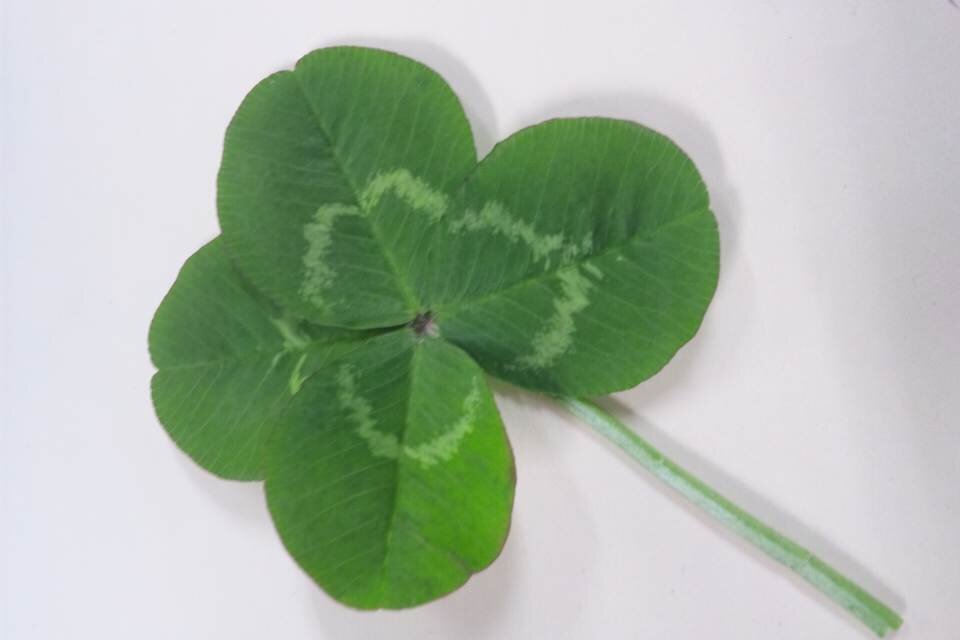 gizumo1216's profile picture. 猫好き、馬好き、インコ好き…そしてタイバニ大好き。身障施設で生活介護してます。今年公認身障スポーツ指導員資格取得しました。