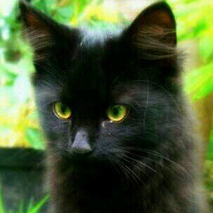 Hollyleaf is a young warrior she cat. She has the Power of Stars, along her brothers, with @BlindJay101 and Lionblaze. #NoMate #Thunderclan