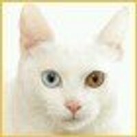 🐱ゆ🐱 (@inaba_matumoto) Twitter profile photo