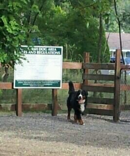 Trucking and bernese mountain dogs are me
