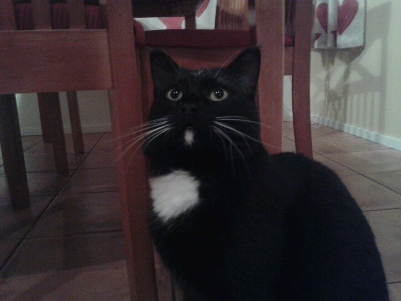 DoomSlizer's profile picture. Just a dude. (he, 24)