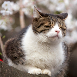 デジタル一眼レフを片手に何気ない日常を切り取ります♪Canon一筋です（笑）ブログ「ファインダーワールド」中の人。のんびりブログ更新＆つぶやいておりますので、ぜひお気軽に絡んでくださいませ⭐︎