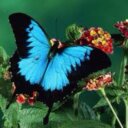 الاواكس N 18 - @BellaBray6 - Twitter