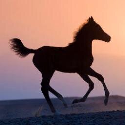 Phrases cultes, infos, news, concours, photos, bons plans, astuces, débats ... Tout pour les passionnés d'équitation :D