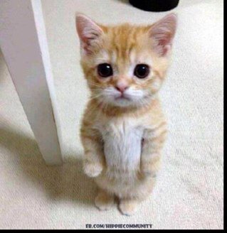 sandystrallen's profile picture. ...a little taller than wide. Some of my teeth are definitely originals....dedicated to promoting great art for great art's sake...