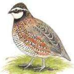 atolba13's profile picture. 