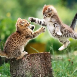 UyabCool's profile picture. COOL MAN