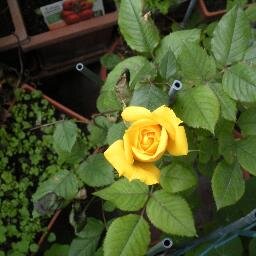 Blog per ritrovare 
la natura con il Giardinaggio, 
noi stessi con la Psicologia