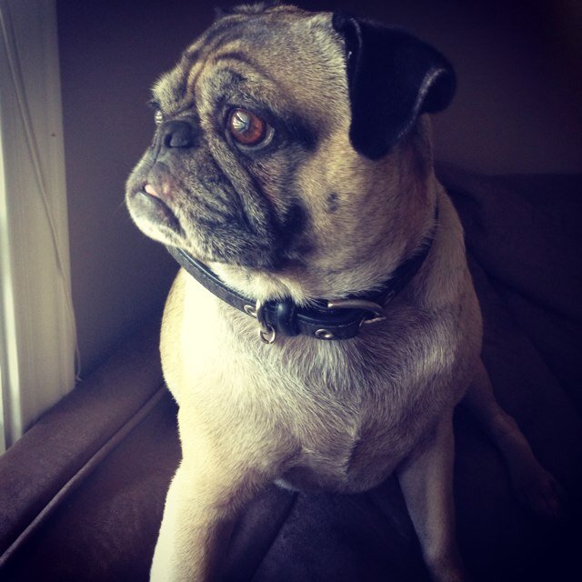 my name is Sadie Marie. aka Sadie Bear. i like licking, treats & snuggles. love my mom @la_suzanita & dad @sjtbd #puglife