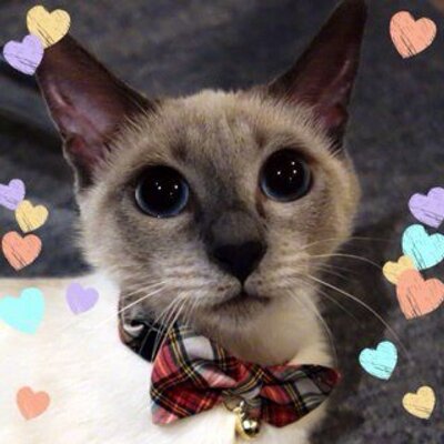 あおい シャム猫 Aoi Siam Twitter