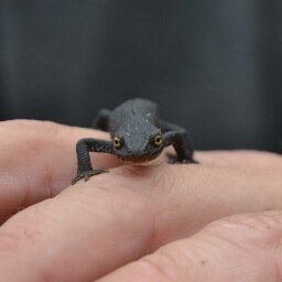 Silvia_Podetti's profile picture. 🎶 // Pink ambassador 2019 @pinkisgood_fuv // @PearlJam fan // § Amo la natura, la musica (non tutta) e il silenzio 🌵