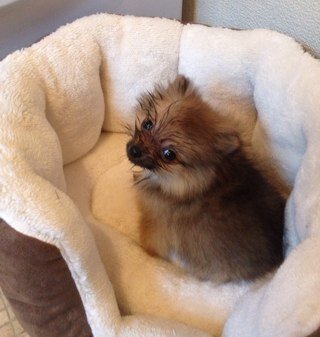 Much loved little sister of @1DLilyPup x