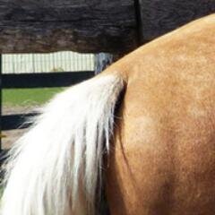 Tawny Horse is a website dedicated to the knowledge of horse colours and horse colour genetics.